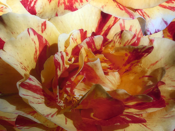 Printed Silk Crepe de Chine