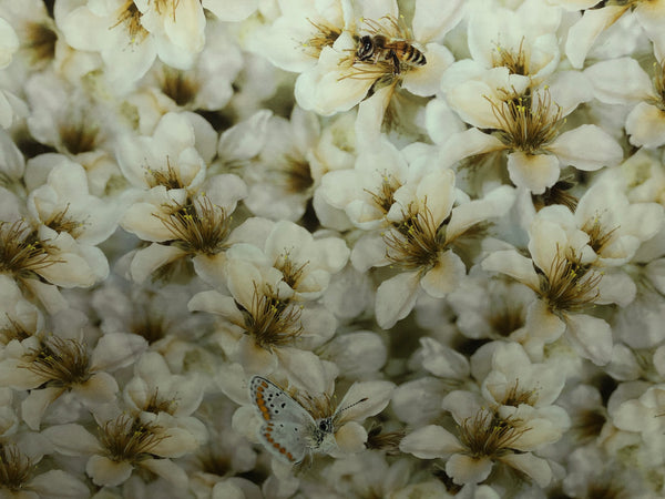 Spring Blossom on Satin,Olive