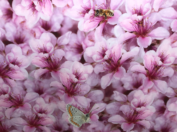 Spring Blossom on Satin,Pink