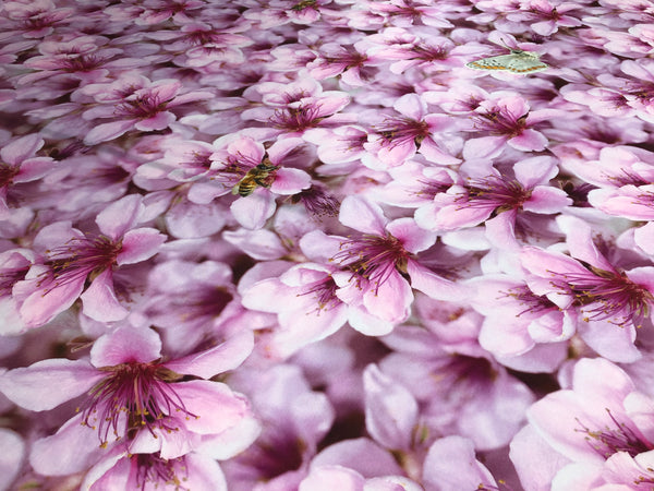 Spring Blossom on Satin,Pink