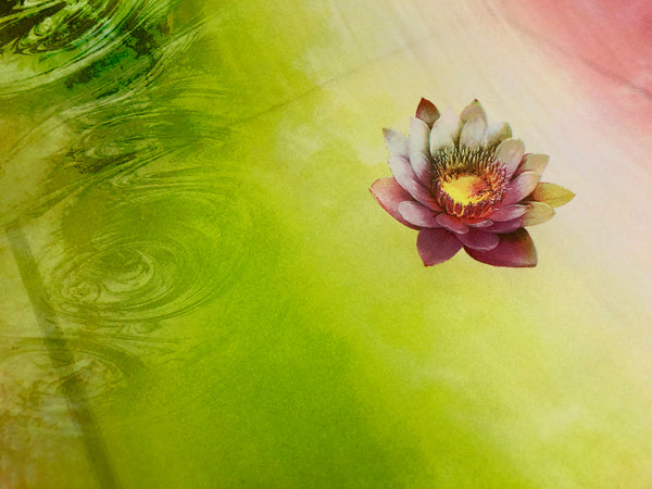 Lotus in Wonderland Border Print on Chiffon